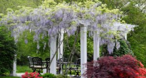 Read more about the article Comment planter près d’une pergola